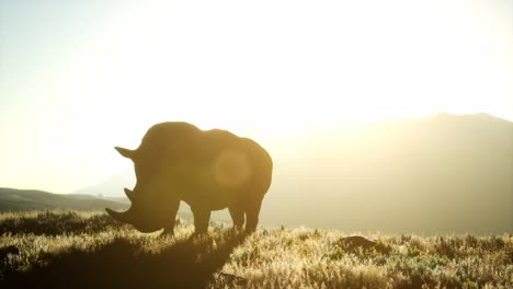 Rhino-standing-in-open-area-during-sunset